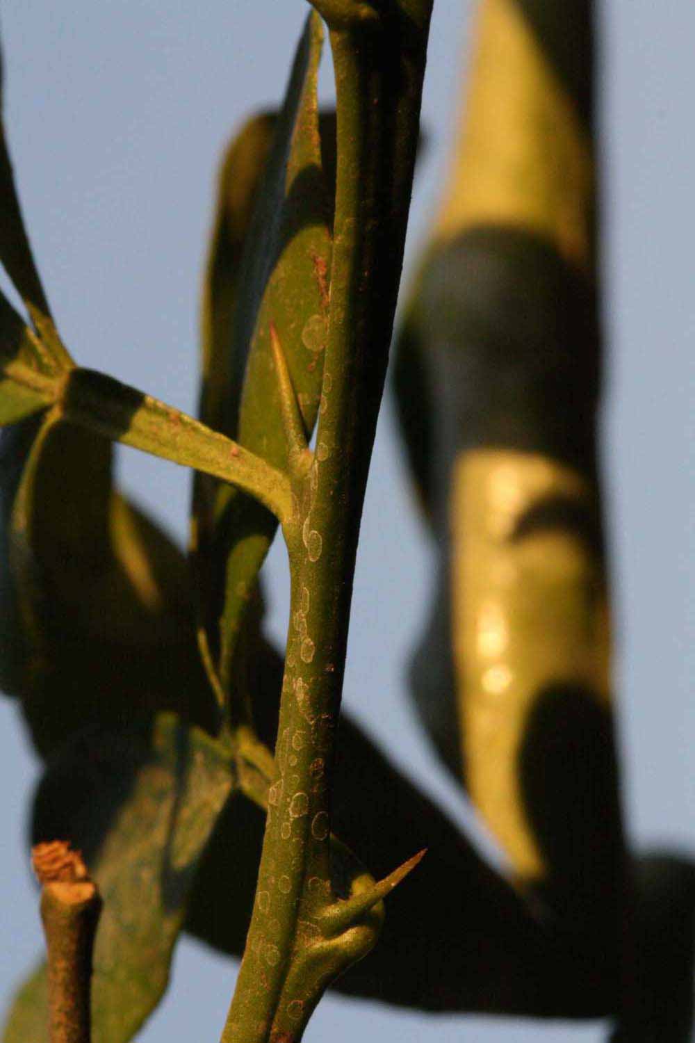            First year twig (Riverside, CA)   